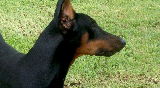 Guard Dogs in the Wild: Why Dobermans and Shepherds Excel—and When Dogs Become a Risk