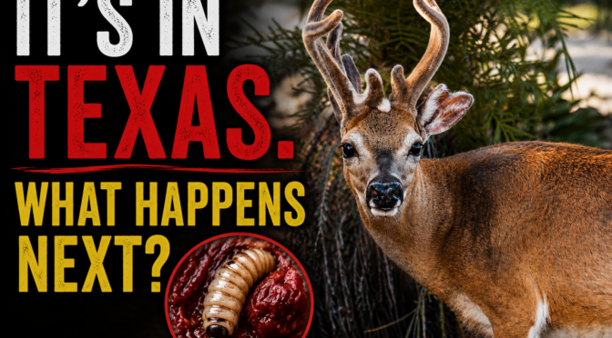Texas Faces Screwworm. The Key Deer Did 10 Years Ago