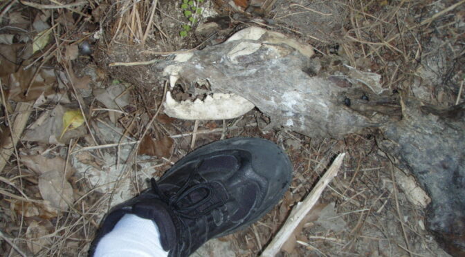 I Have a Chupacabra Skull—But What Was It Really?