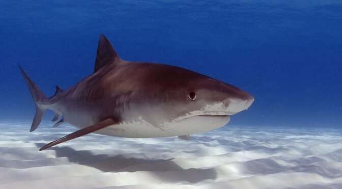 He Swam Toward The Shark Attack!