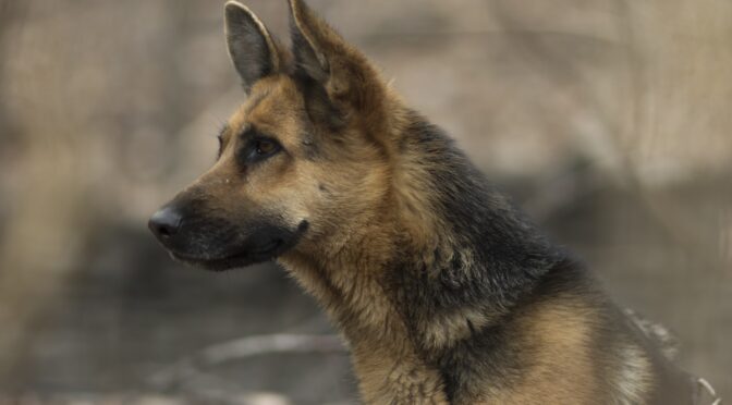 Dog Attacks in the Outdoors: The Rise of Feral Dogs