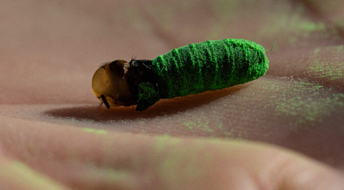 Can Genetics Stop the Screwworm?
