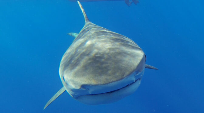 He Swam Toward The Shark Attack Part 2: The Aftermath