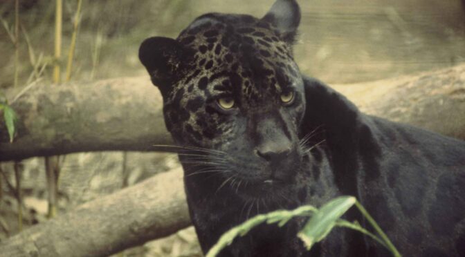 Black Ghost: A Texas Jaguar Encounter