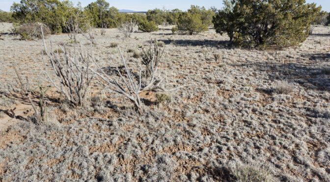 She Found a Bone While Walking Her Dog. Then Police Found 11 Women.