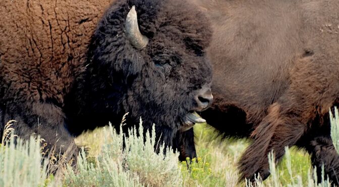 He Beheaded a Buffalo With a Chainsaw: Inside the Dark World of Wildlife Crime
