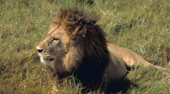He Found an African Lion in His Chicken Coop in Texas