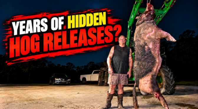 NEW VIDEO: The Dark History Behind Giant Texas Feral Hogs