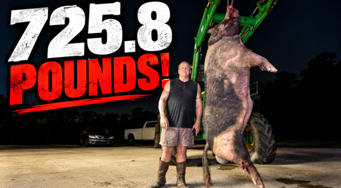 725-Pound Wild Boar Looks Almost Too Big to Be Real
