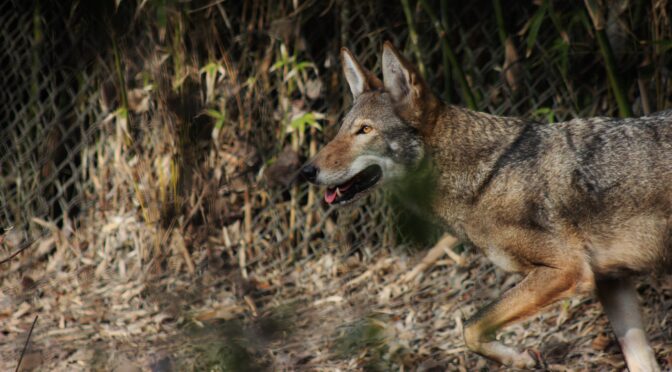 The Night I Had A Red Wolf In My Crosshairs
