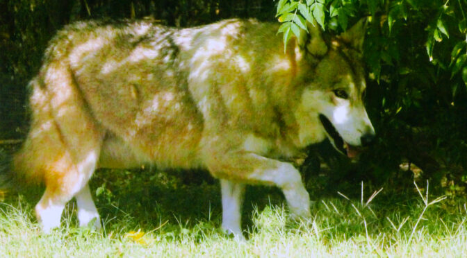 Real-Life Wolfen: Are Wolves Living Just Beyond the City Lights?