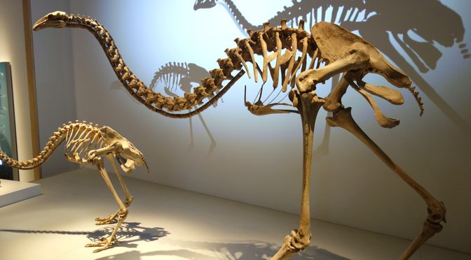 Could the Giant Moa Return From Extinction? The Mystery of the Artificial Egg