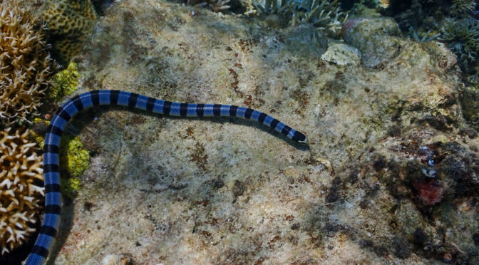 Out of Place and Highly Venomous: The Gulf Sea Snake Reports
