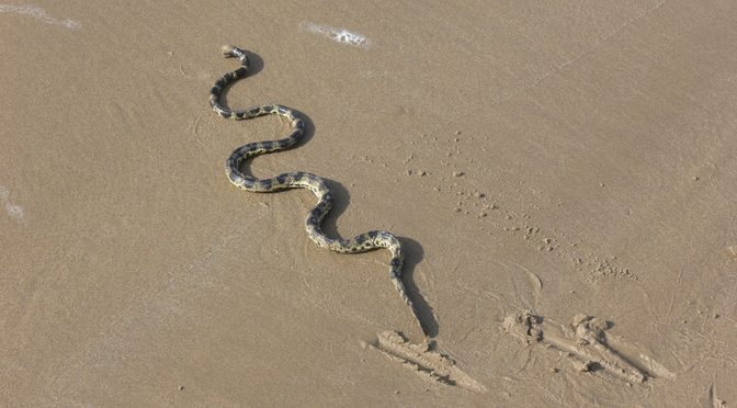 New Eyewitness Evidence Deepens Gulf Sea Snake Mystery